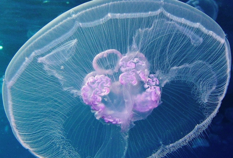 Медуза Ушастая аурелия в Балтийском море