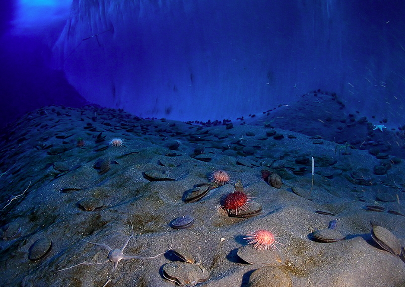 Дно Южного океана, моллюски, морские звезды, жизнь