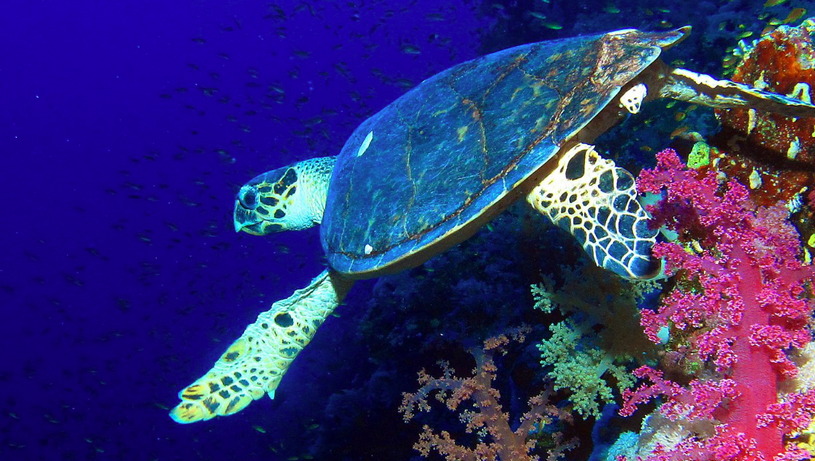 Коралловых риф в Красном море, черепаха и рыбы