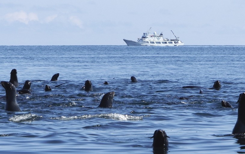 Морские котики смотрят на яхту в Беринговом море