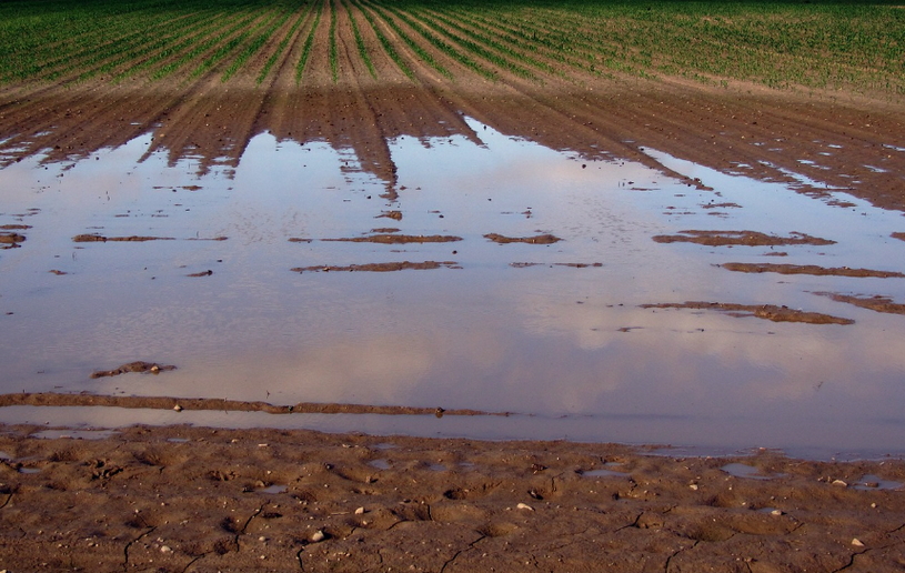 Наводнение, затопленное поле, сельское хозяйство