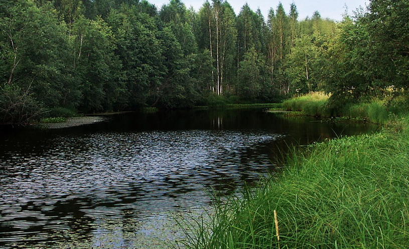 Река Кременка летом, лес