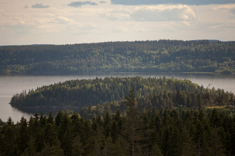 Карелия, вид на Ладожское озеро, хвойный лес