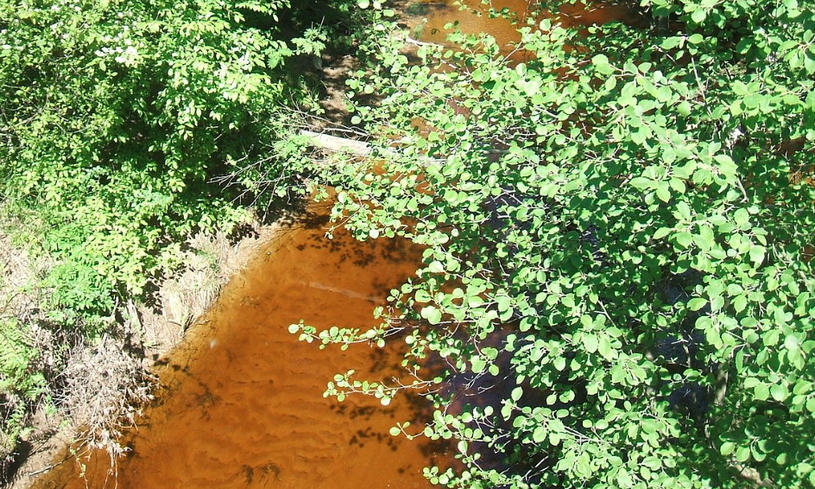 Река Приветная летом, Ленинградская область