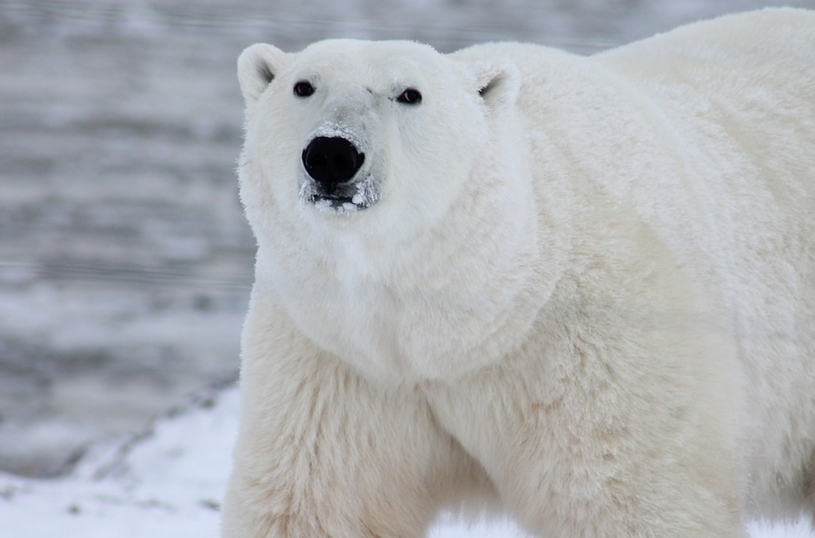 Белый медведь на льдине в океане