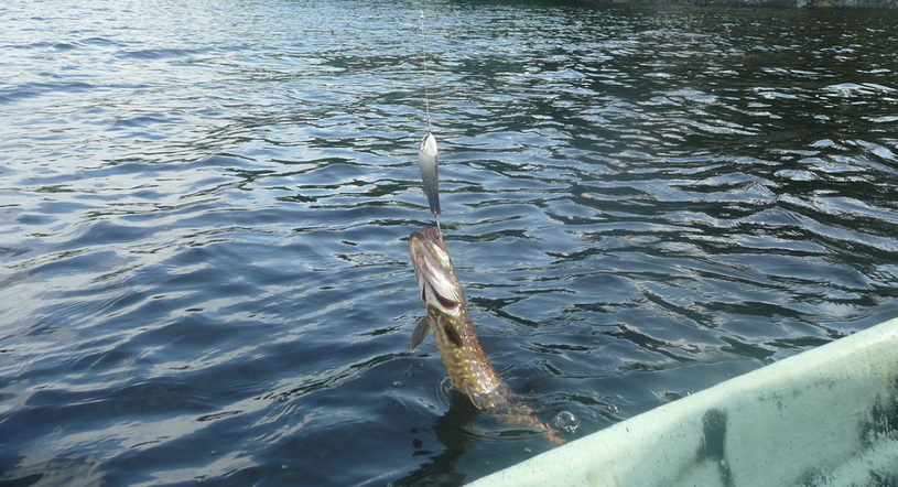 Пойманная на спиннинг щука, озеро, рыбалка
