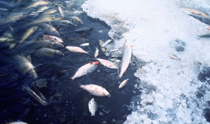 Мертвая рыба, лед, озеро