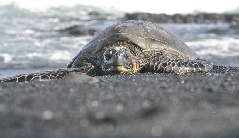 Черепаха ползет по берегу, Гавайские острова