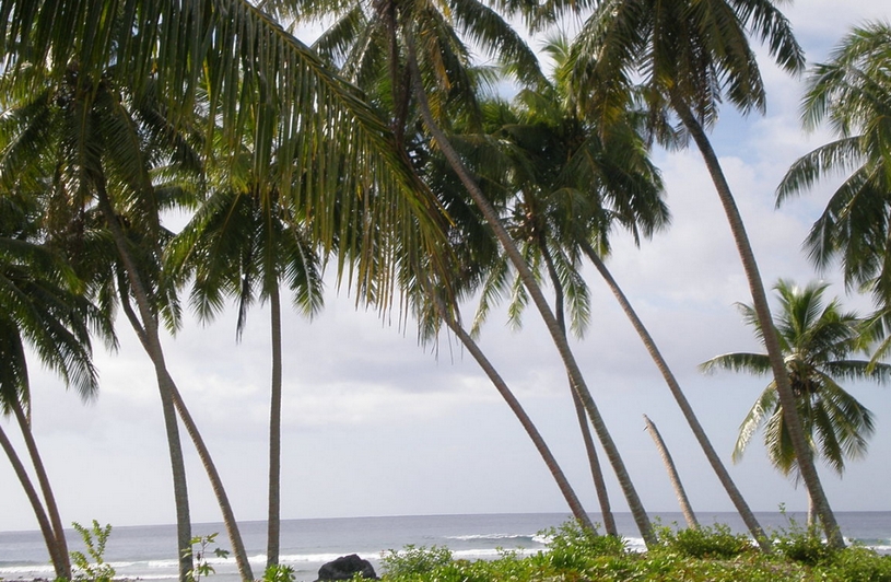 Пальмы на архипелаге Самоа в Океании