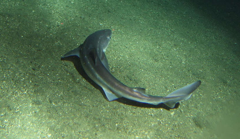Катран, небольшая акула 
