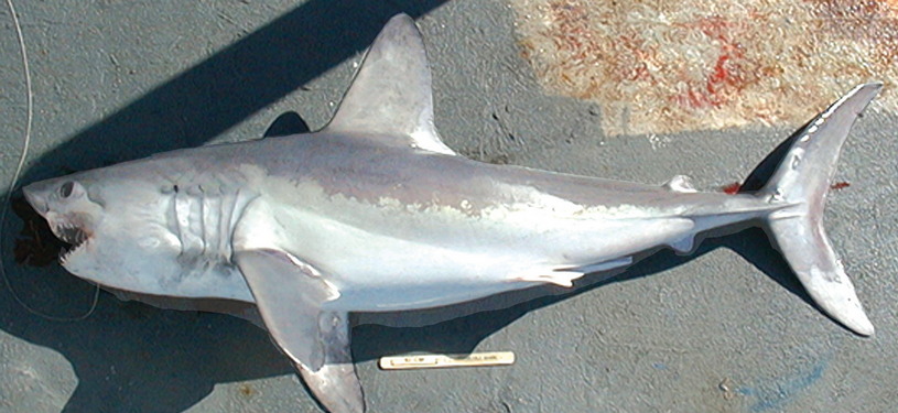 Сельдевая акула, пойманная