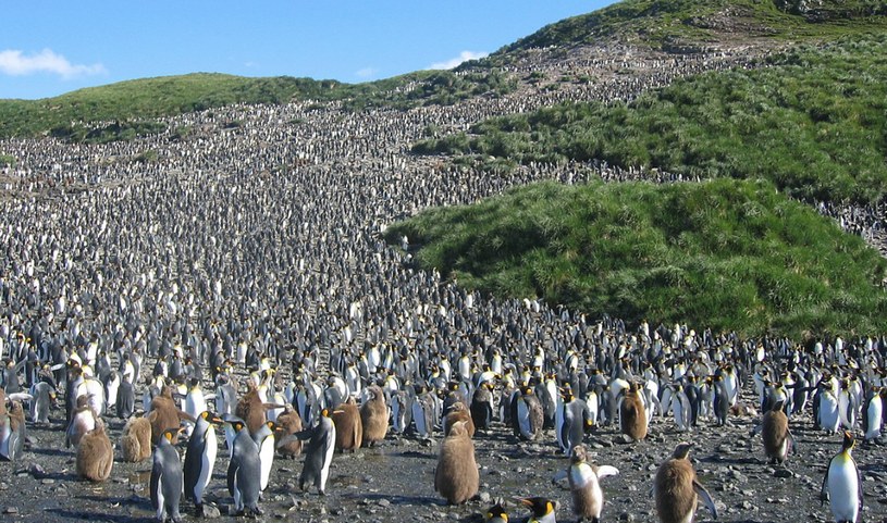 Пингвины на острове Южная Георгия, дикая природа