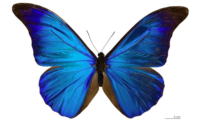 Синяя амазонская бабочка морфо