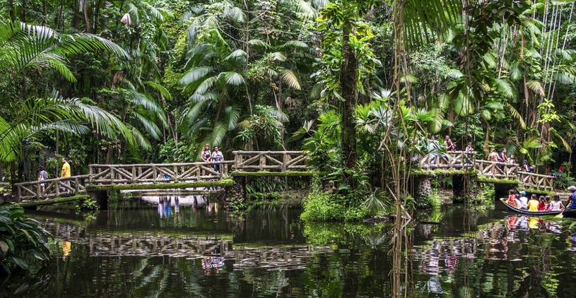 Дождевые тропические леса Амазонки: подробное описание, фото, видео