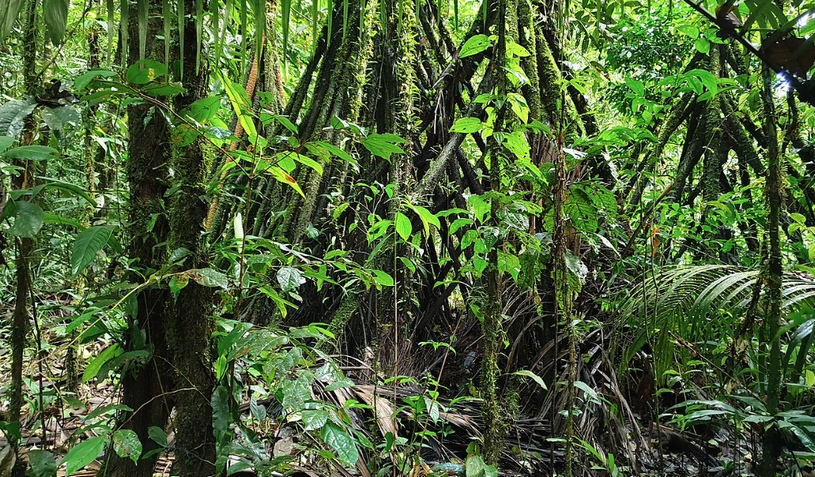 Тропический лес рядом с Амазонкой, деревья, кустарник