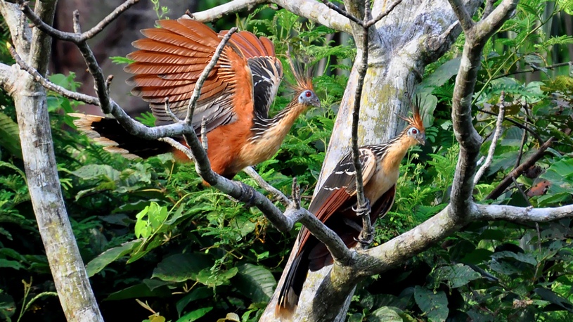 Птица гоацин, животные Амазонки