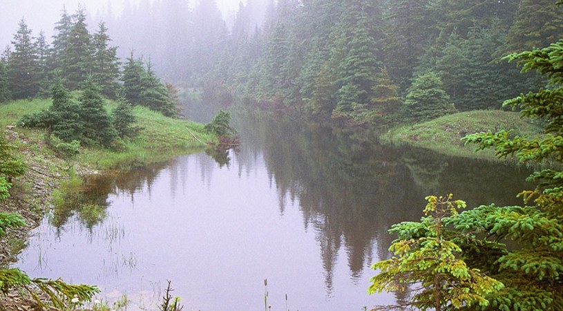 Остров Антикости, туман в лесу, вода, природа