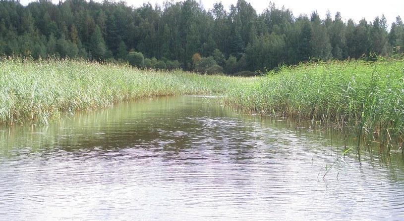 Камыш, озеро Балахановское в Приозерском районе, камыш, вода