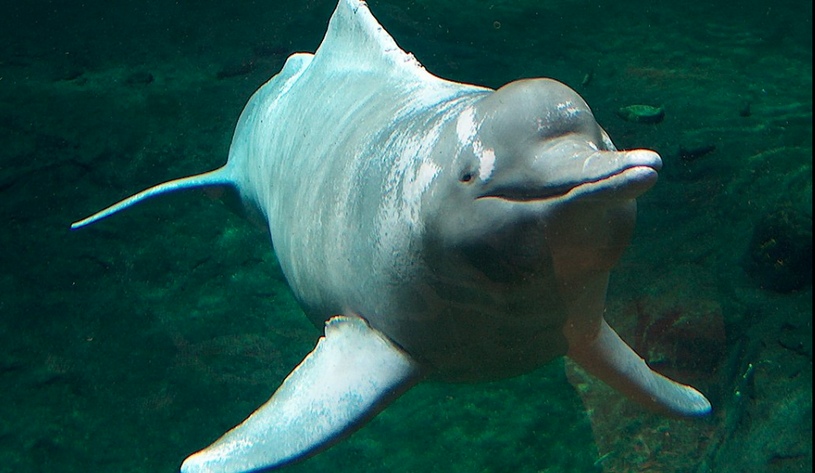 Амазонский дельфин в воде