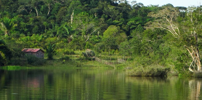 Река Амазонка, тропический лес, лето