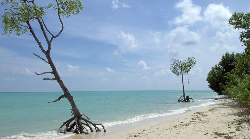 Андаманские острова архипелаг, идеальный пляж, пальмы, лес, океан