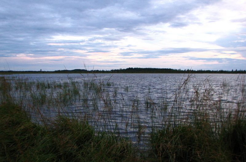 Озеро Вялье в Гатчинскомр районе, Ленинградская область, камыш