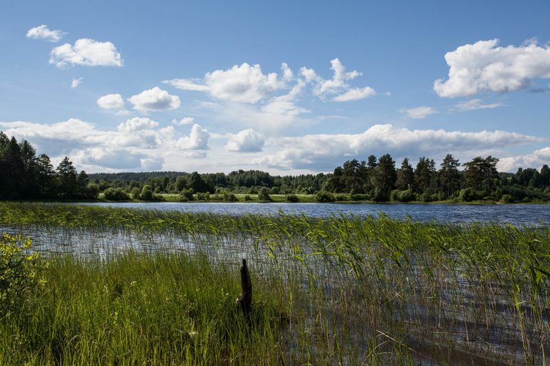 Лето в Карелии, рыбалка на лесном озере, камыш, луга и поля, лес