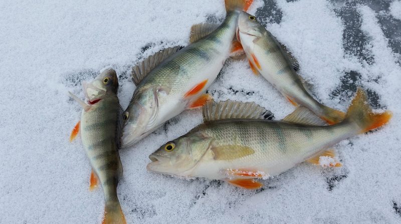 Зимняя рыбалка в Карелии, окуни, лед