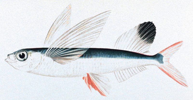 Летучая рыба тихоокеанская