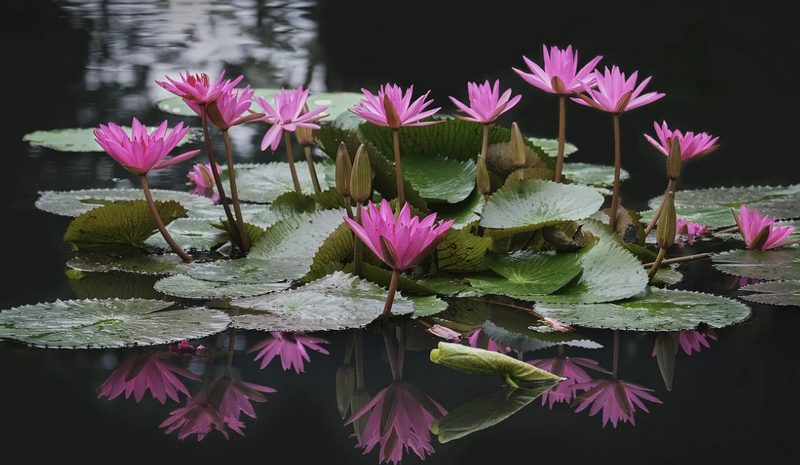 Амурская область, цветение лотоса в озере