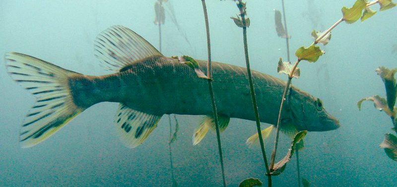 Щука под водой, Онежское озеро, Карелия, рыбалка, охотится