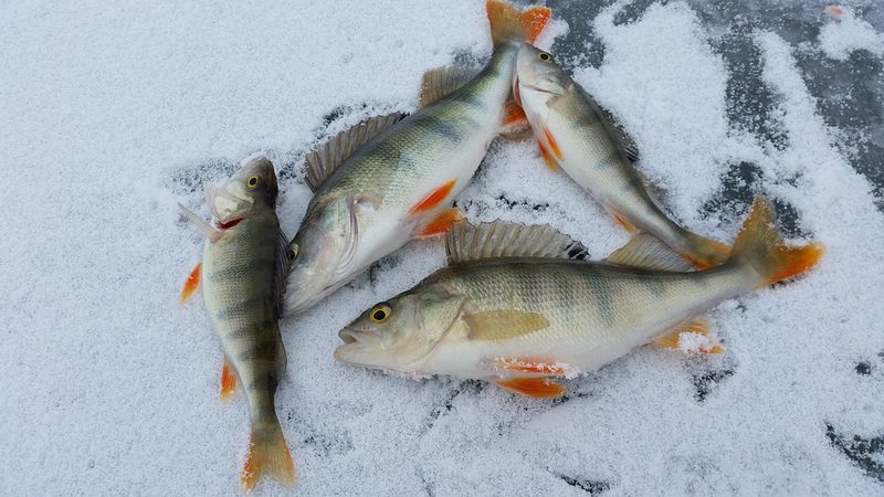 Зимняя рыбалка, лунка, окуни, снег