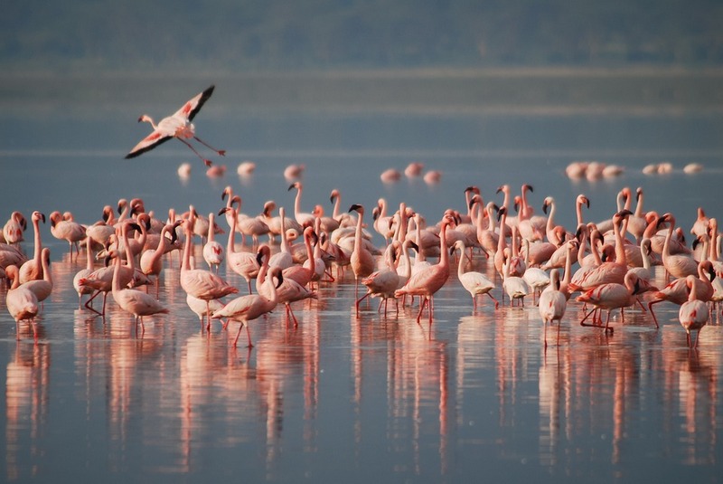 Озеро, розовые фламинго, Африка